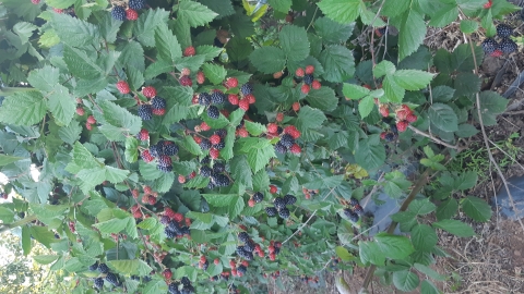 20180701_190658.jpg