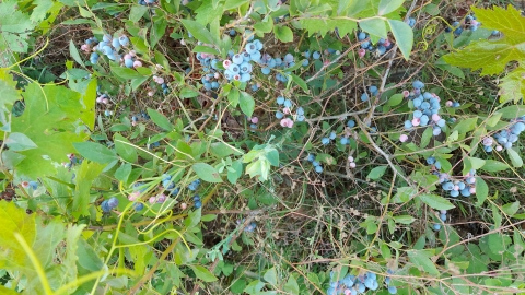 20200815_182107.jpg